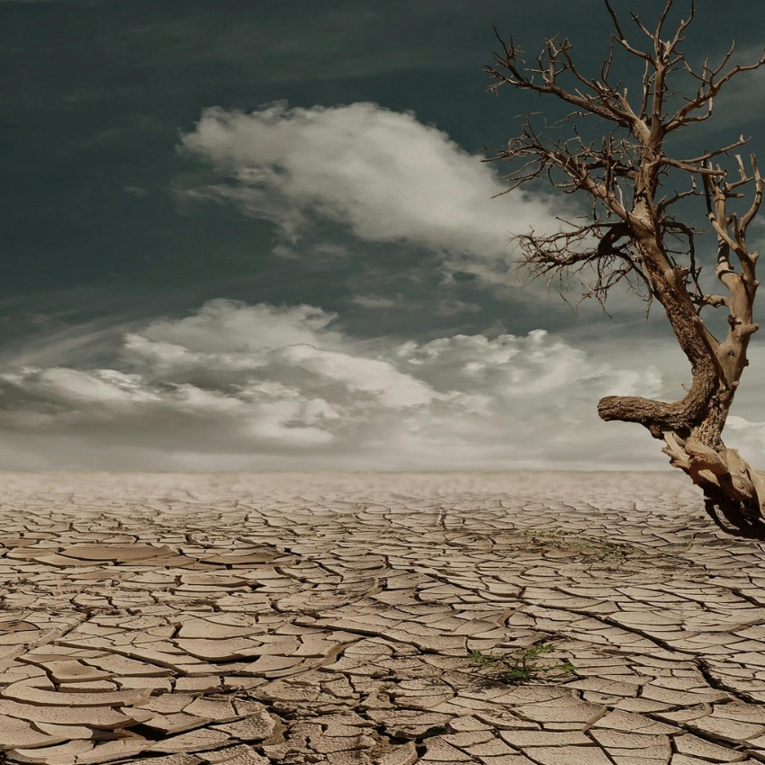 Desolate landscape with cracked dry ground and a lone dead tree under a cloudy sky.